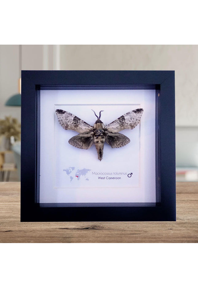 Framed macrocossus toluminus moth: african entomology wall decor