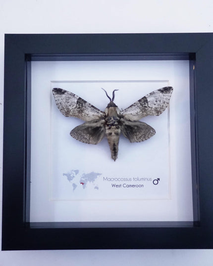 Framed macrocossus toluminus moth: african entomology wall decor
