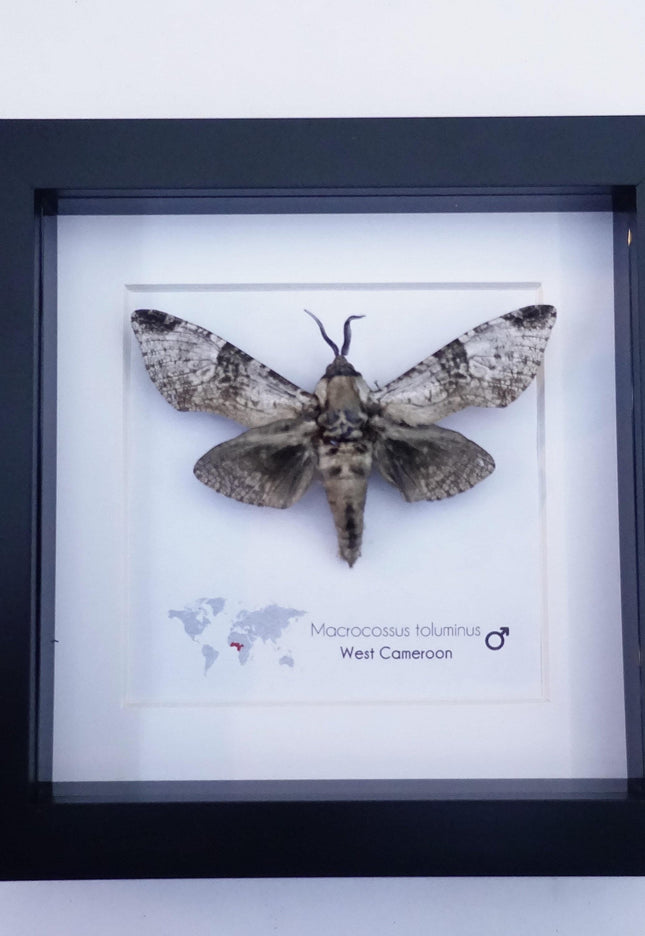 Framed macrocossus toluminus moth: african entomology wall decor