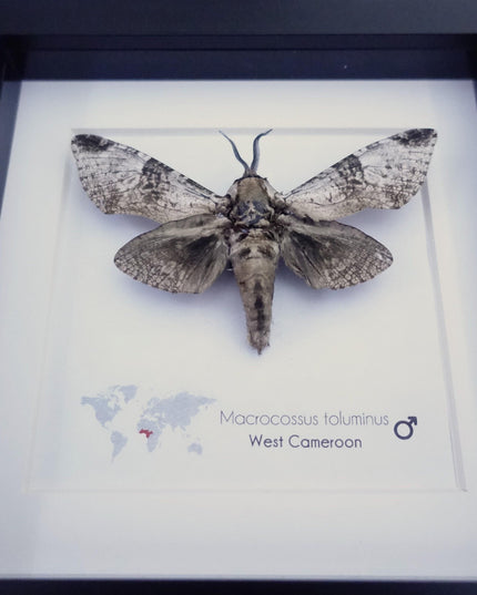 Framed macrocossus toluminus moth: african entomology wall decor