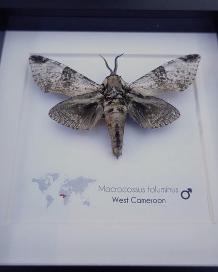 Framed macrocossus toluminus moth: african entomology wall decor