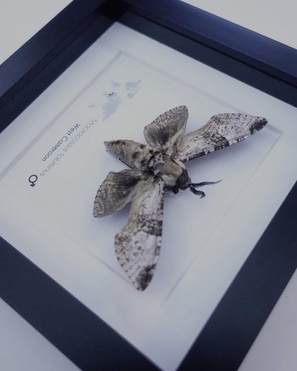 Framed macrocossus toluminus moth: african entomology wall decor