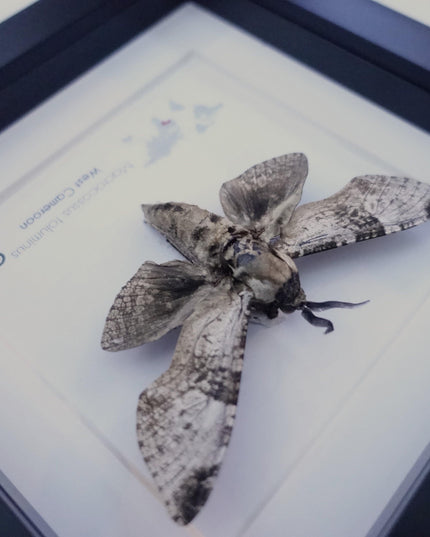 Framed macrocossus toluminus moth: african entomology wall decor