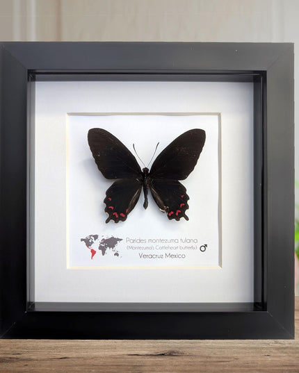 Framed parides montezuma butterfly: black & red, Mexico, 6x6