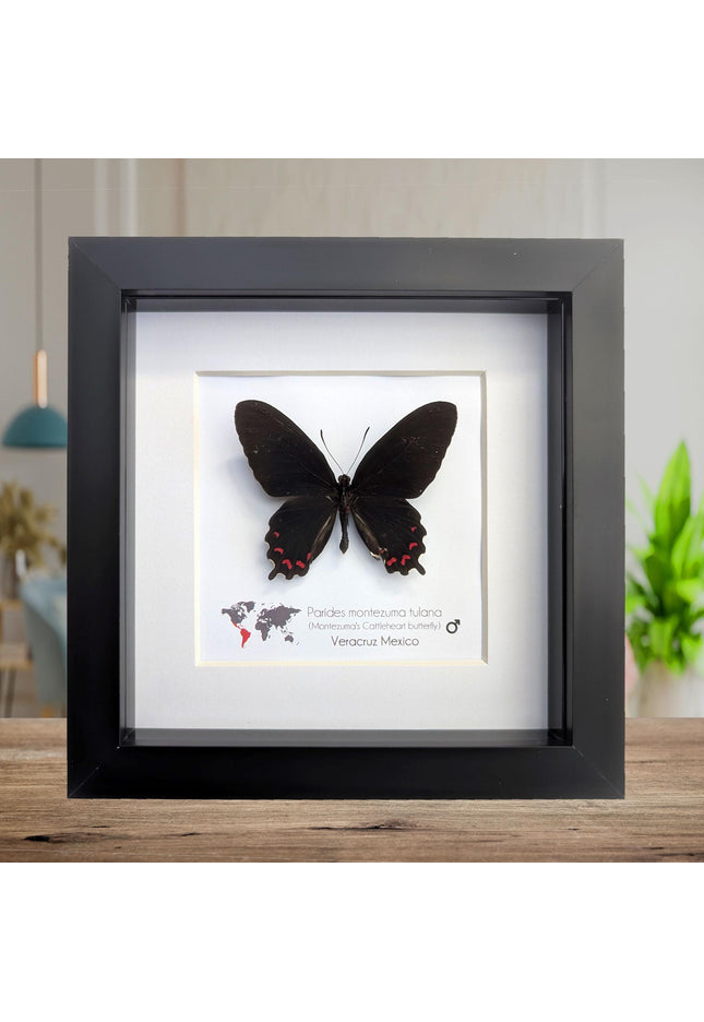 Framed parides montezuma butterfly: black & red, Mexico, 6x6