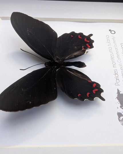 Framed parides montezuma butterfly: black & red, Mexico, 6x6