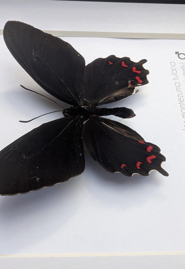 Framed parides montezuma butterfly: black & red, Mexico, 6x6