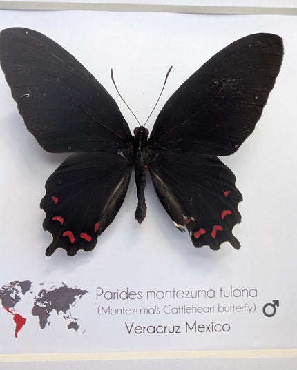 Framed parides montezuma butterfly: black & red, Mexico, 6x6