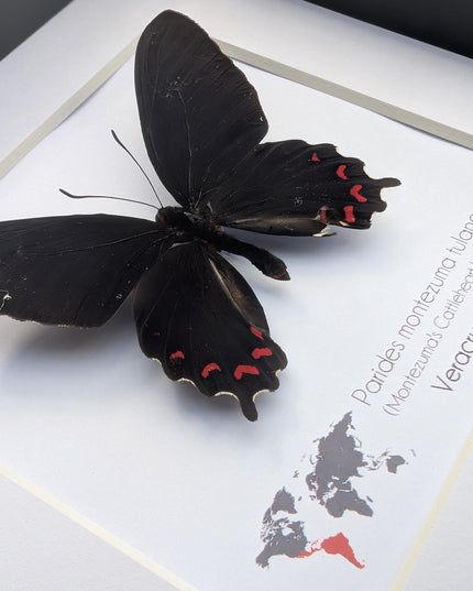 Framed parides montezuma butterfly: black & red, Mexico, 6x6
