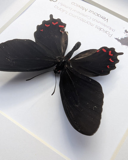 Framed parides montezuma butterfly: black & red, Mexico, 6x6