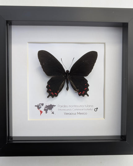 Framed parides montezuma butterfly: black & red, Mexico, 6x6