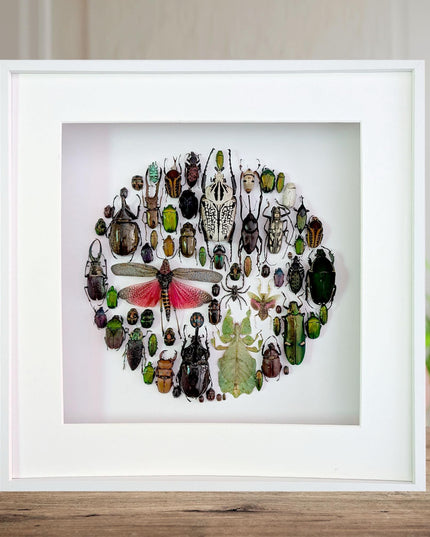Framed big format Beetle Colourful Mosaic: ethically sourced entomology display (16 inches), Entomology gift