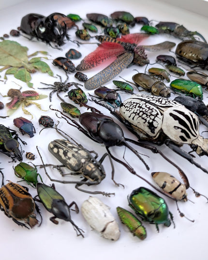 Framed big format Beetle Colourful Mosaic: ethically sourced entomology display (16 inches), Entomology gift