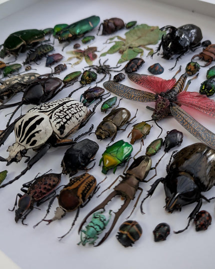 Framed big format Beetle Colourful Mosaic: ethically sourced entomology display (16 inches), Entomology gift