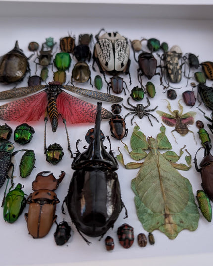 Framed big format Beetle Colourful Mosaic: ethically sourced entomology display (16 inches), Entomology gift