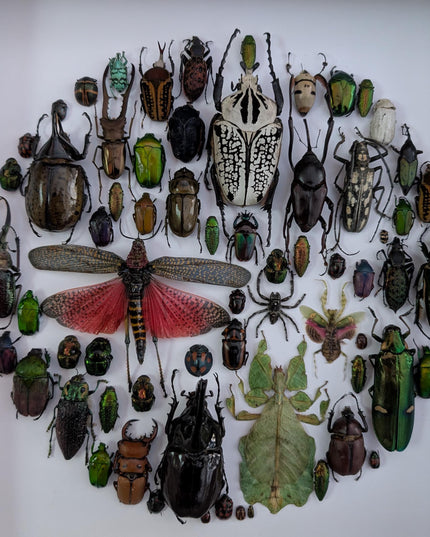 Framed big format Beetle Colourful Mosaic: ethically sourced entomology display (16 inches), Entomology gift