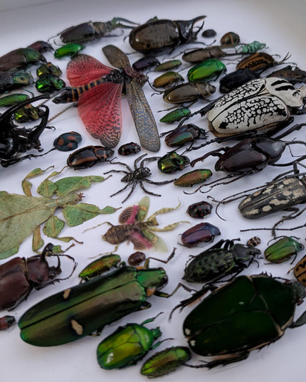 Framed big format Beetle Colourful Mosaic: ethically sourced entomology display (16 inches), Entomology gift