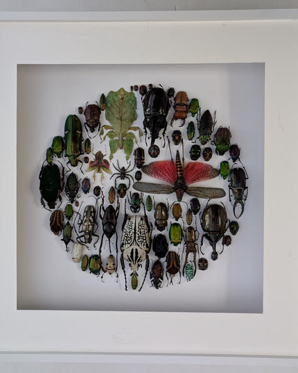Framed big format Beetle Colourful Mosaic: ethically sourced entomology display (16 inches), Entomology gift