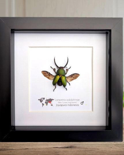 Framed Jewel stag beetle taxidermy: lamprima adolphinae open wings entomology wall art (4x4)