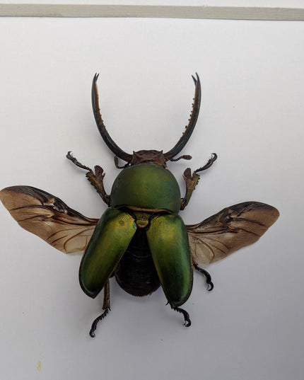 Framed Jewel stag beetle taxidermy: lamprima adolphinae open wings entomology wall art (4x4)