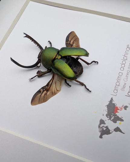 Framed Jewel stag beetle taxidermy: lamprima adolphinae open wings entomology wall art (4x4)