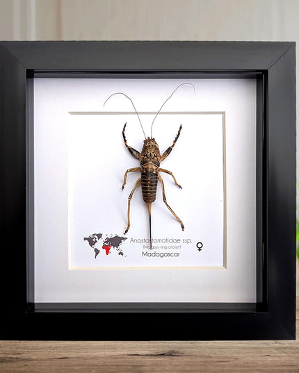 Malagasy king cricket female, Anostostomatidae ssp, Madagascar, frame 6" x 6"