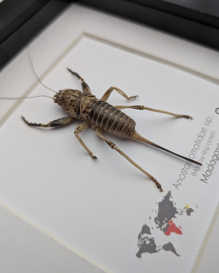 Malagasy king cricket female, Anostostomatidae ssp, Madagascar, frame 6" x 6"