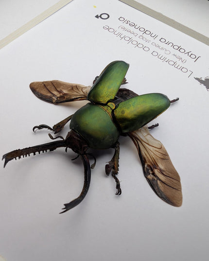Framed Jewel stag beetle taxidermy: lamprima adolphinae open wings entomology wall art (4x4)