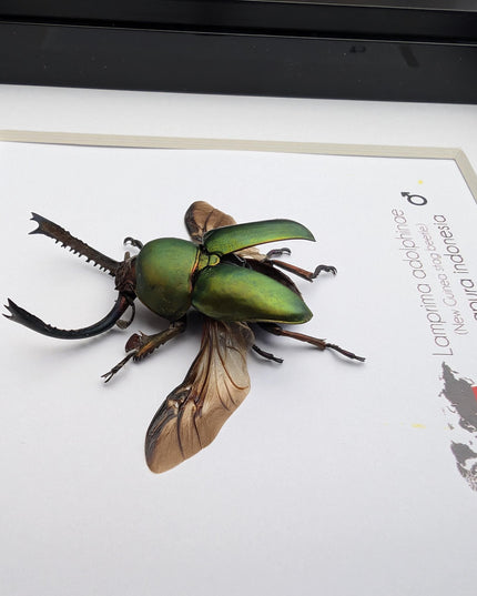 Framed Jewel stag beetle taxidermy: lamprima adolphinae open wings entomology wall art (4x4)