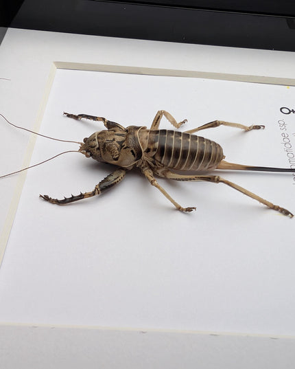 Malagasy king cricket female, Anostostomatidae ssp, Madagascar, frame 6" x 6"