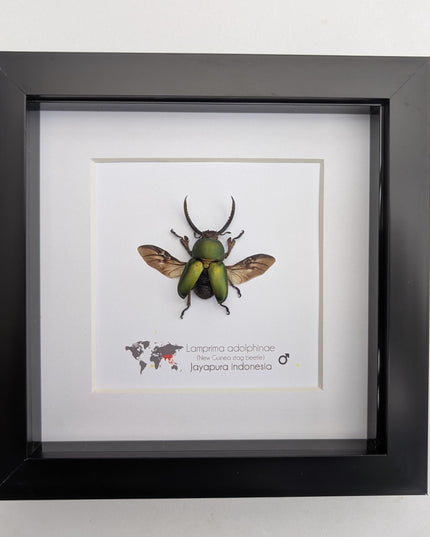 Framed Jewel stag beetle taxidermy: lamprima adolphinae open wings entomology wall art (4x4)