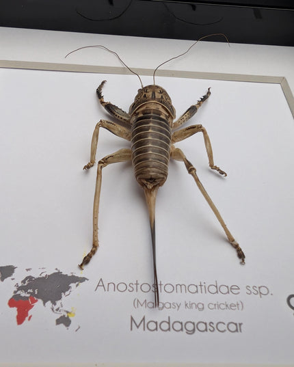 Malagasy king cricket female, Anostostomatidae ssp, Madagascar, frame 6" x 6"