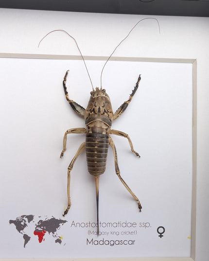 Malagasy king cricket female, Anostostomatidae ssp, Madagascar, frame 6" x 6"