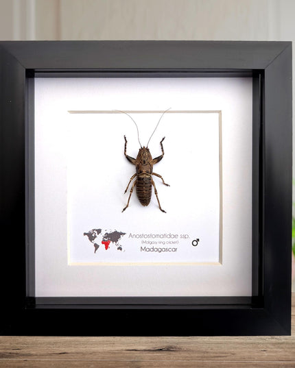 Malagasy king cricket, Anostostomatidae ssp, Madagascar, frame 6" x 6"