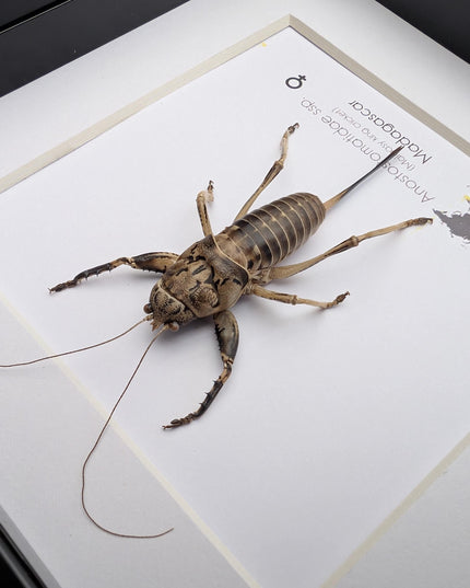 Malagasy king cricket, Anostostomatidae ssp, Madagascar, frame 6" x 6"