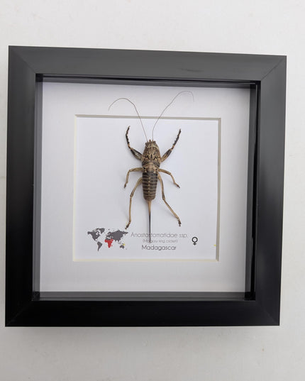 Malagasy king cricket female, Anostostomatidae ssp, Madagascar, frame 6" x 6"