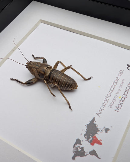 Malagasy king cricket, Anostostomatidae ssp, Madagascar, frame 6" x 6"