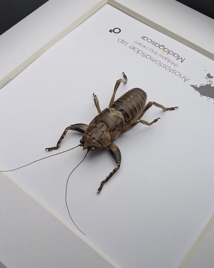 Malagasy king cricket, Anostostomatidae ssp, Madagascar, frame 6" x 6"
