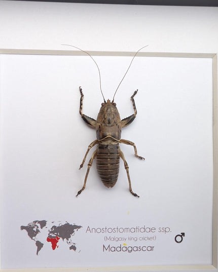 Malagasy king cricket, Anostostomatidae ssp, Madagascar, frame 6" x 6"
