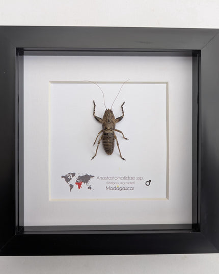 Malagasy king cricket, Anostostomatidae ssp, Madagascar, frame 6" x 6"