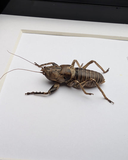 Malagasy king cricket, Anostostomatidae ssp, Madagascar, frame 6" x 6"