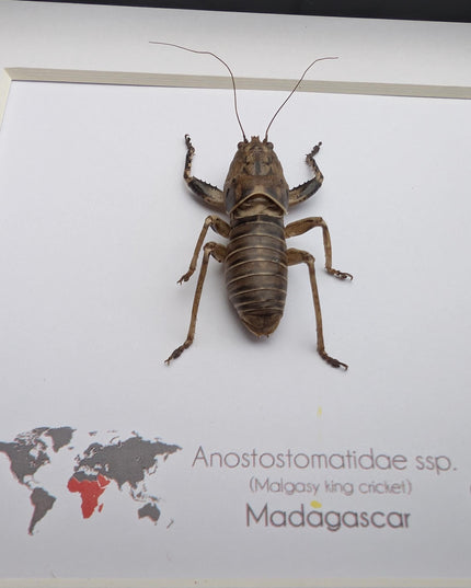 Malagasy king cricket, Anostostomatidae ssp, Madagascar, frame 6" x 6"