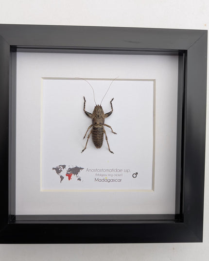 Malagasy king cricket, Anostostomatidae ssp, Madagascar, frame 6" x 6"