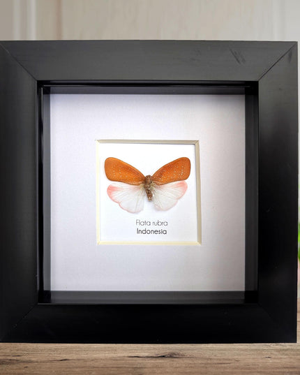Framed Flata rubra, red flata planthopper Taxidermy, Entomology Gift, 4x4