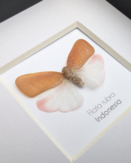 Framed Flata rubra, red flata planthopper Taxidermy, Entomology Gift, 4x4