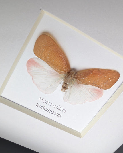 Framed Flata rubra, red flata planthopper Taxidermy, Entomology Gift, 4x4