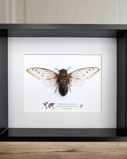 Framed Megapomponia intermedia, Giant cicada from Thailand, Taxidermy, 10x8 Nature Art