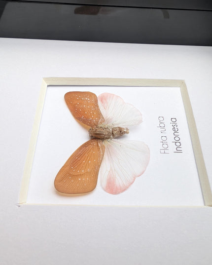Framed Flata rubra, red flata planthopper Taxidermy, Entomology Gift, 4x4