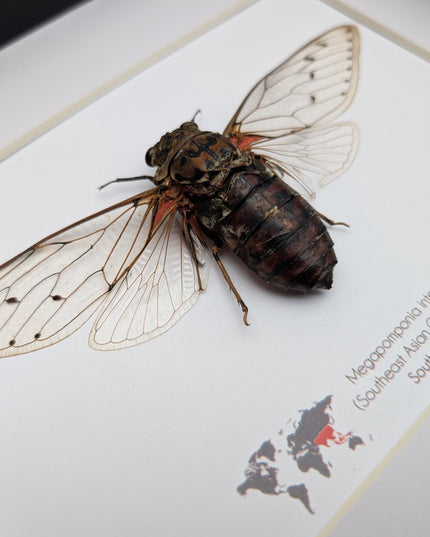 Framed Megapomponia intermedia, Giant cicada from Thailand, Taxidermy, 10x8 Nature Art