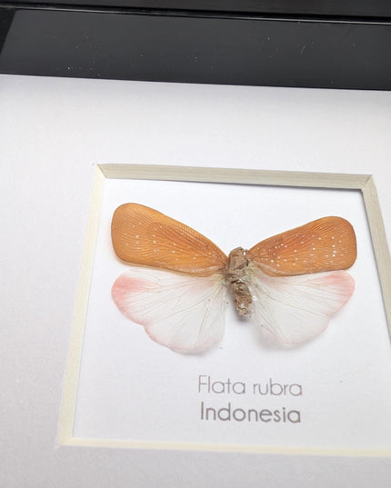 Framed Flata rubra, red flata planthopper Taxidermy, Entomology Gift, 4x4